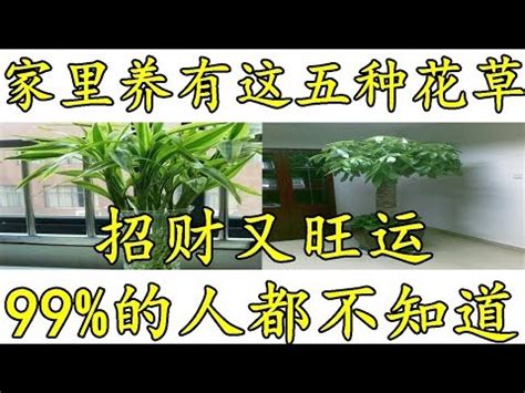 家裏種什麼植物好